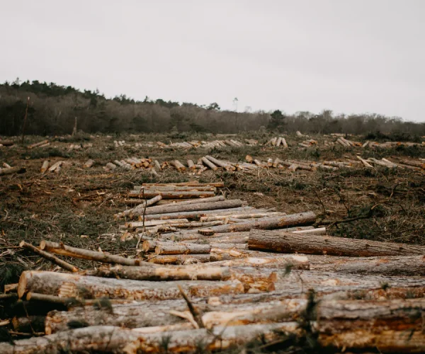 deforestación_spotyc